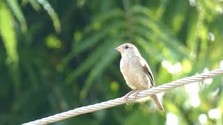 Beautiful Common Sparrow