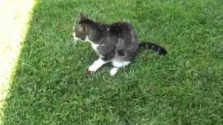 Sparky The Murderous Housecat