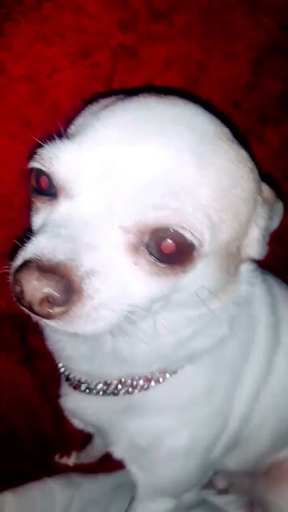 funny-dog-sing-happy-birthday-grimershake-youtube