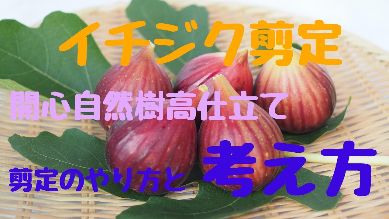 【イチジクの剪定】。【開心自然樹高仕立て】。#イチジク開心自然樹高　#イチジク仕立て
