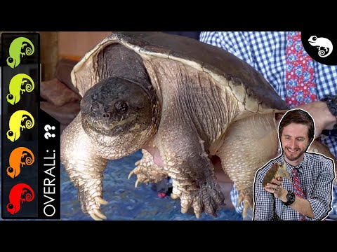 Video: Najlepšie Beginner Pet Turtles a Tortoises