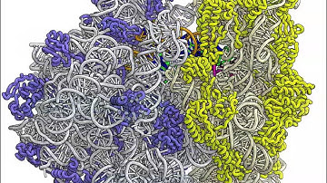 70S Ribosome with bound mRNA and tRNAs