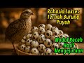 Telur Puyuh Bikin Tajir! Strategi Rahasia Peternak Desa yang Menghebohkan.