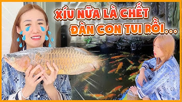 Bật mí toàn bộ dàn cá cưng của nhà em Như, ta nói xém xíu nữa là họa tới...