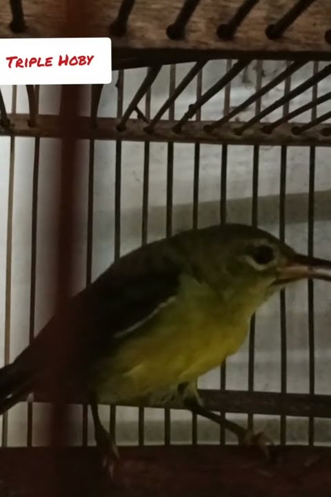 suara Kolibri kalapa memanggil teman