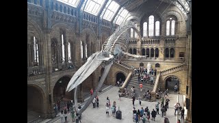 Natural History Museum, London 360