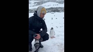 O PINGUIM NÃO TE VÊ COMO HUMANO 🔥  #curiosidades #mundoanimal #shortvideo