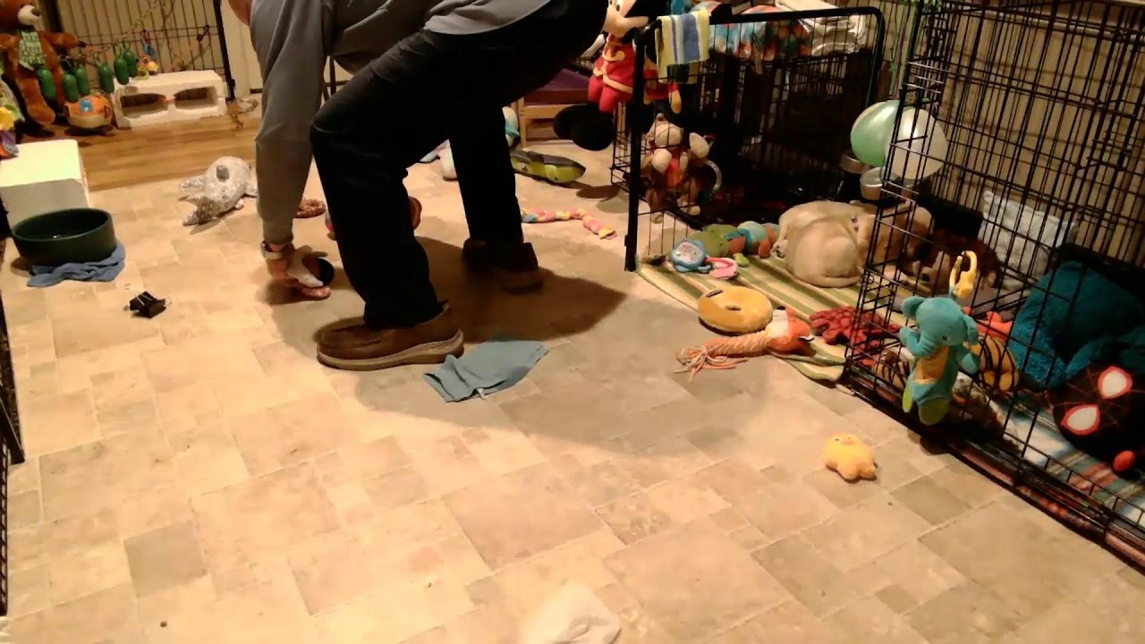 Susquehanna Service Dogs Puppy Cam