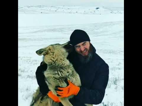 Чеченский волк 🐺🐺 - YouTube