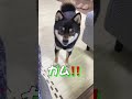 日本語がわかる豆柴の反応がかわいい！【柴犬】#Shorts