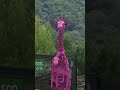 Typical Italian giraffe 🦒🩷 #GirodItalia