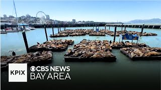 Why the sea lion population at San Francisco's Pier 39 is dramatically increasing
