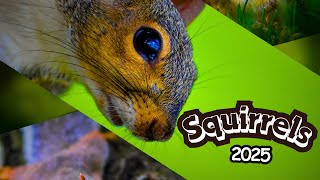 SQUIRRELS 2025 - A Mockumentary
