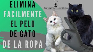 EASILY REMOVE CAT HAIR FROM YOUR CLOTHES AND FURNITURE | CAT WITTER