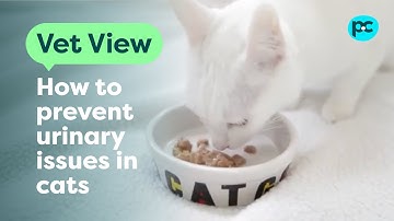 How to prevent urinary issues in #cats | PET CIRCLE