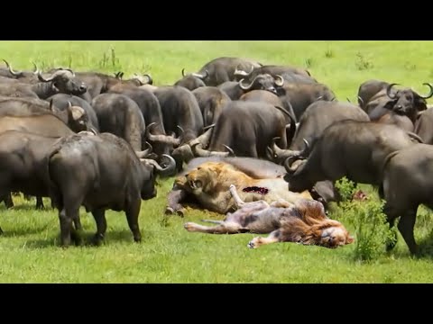 100 Buffalo vs Lion - Mad Buffalo herd killed the Lion | Leopard, Lion hunts Wildebeest but failed