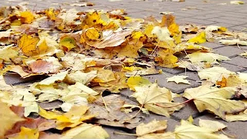 Autumn Leaves Stock Video