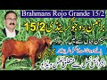 Brahmans Rojo Grande 15/2 | Breeding Tutorial | روجو گرینڈی کو پالنے کا طریقہ کار