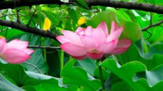 Lotus  Shinobazunoike：20090813