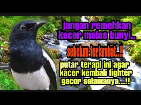 TERAPI KACER MALAM HARI, TERAPI KACER STRES, TERAPI KACER MACET BUNYI, TERAPI KACER AGAR GACOR BUKOR