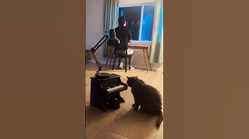 Thumbnail of what song should I teach him next? #petpiano
