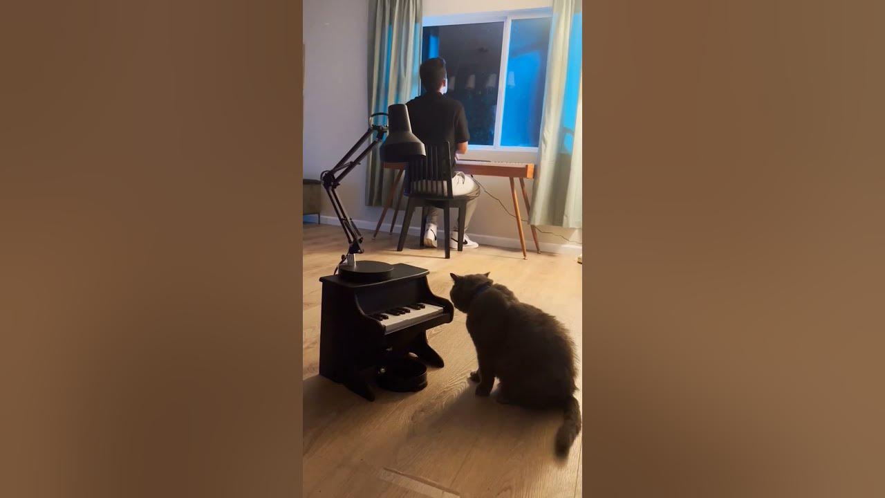 what song should I teach him next? #petpiano
