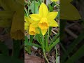 #flowers# #青い花 #林部智史 #garden 2026 #駅#水仙 #ヒメリュウキンカ#駅🌼🌼🌼