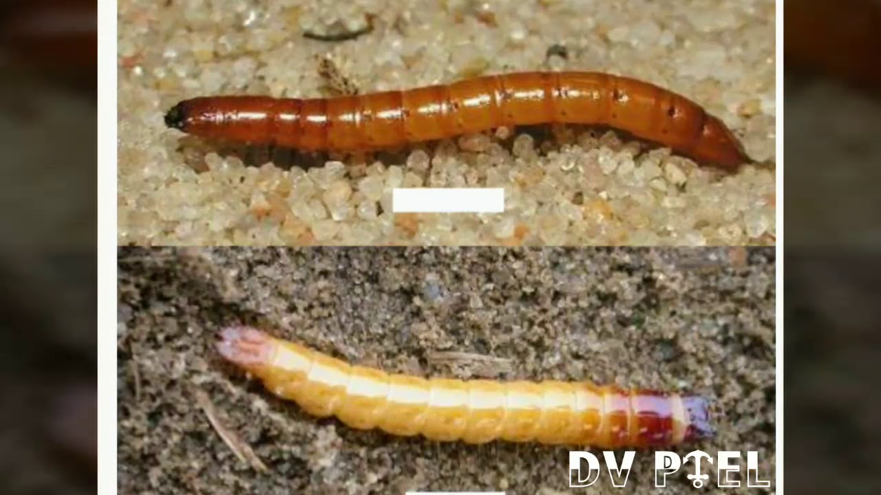 Control and lifecycle of Wire worm - YouTube