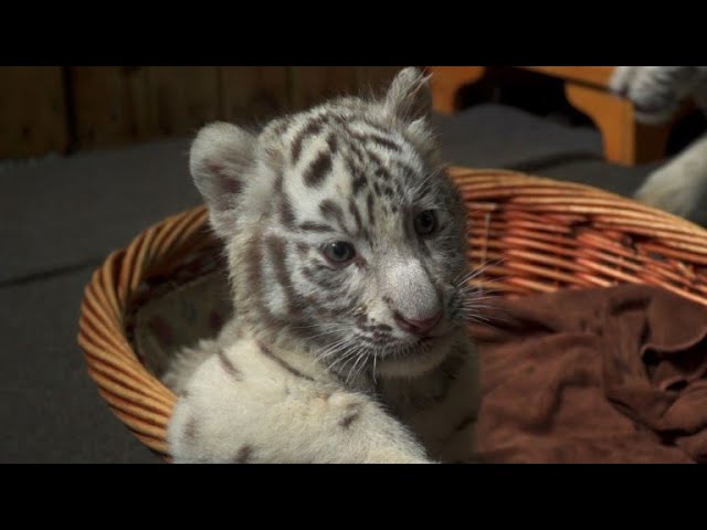 China purrs over white tiger triplets