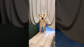 Yuji Shiba Inu, the dog star #short #shorts