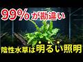 ミクロソリウムを綺麗に育てたいなら、必ず光を当ててください
