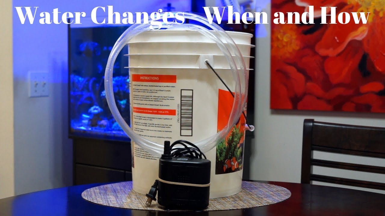 Water changes - When and How - YouTube
