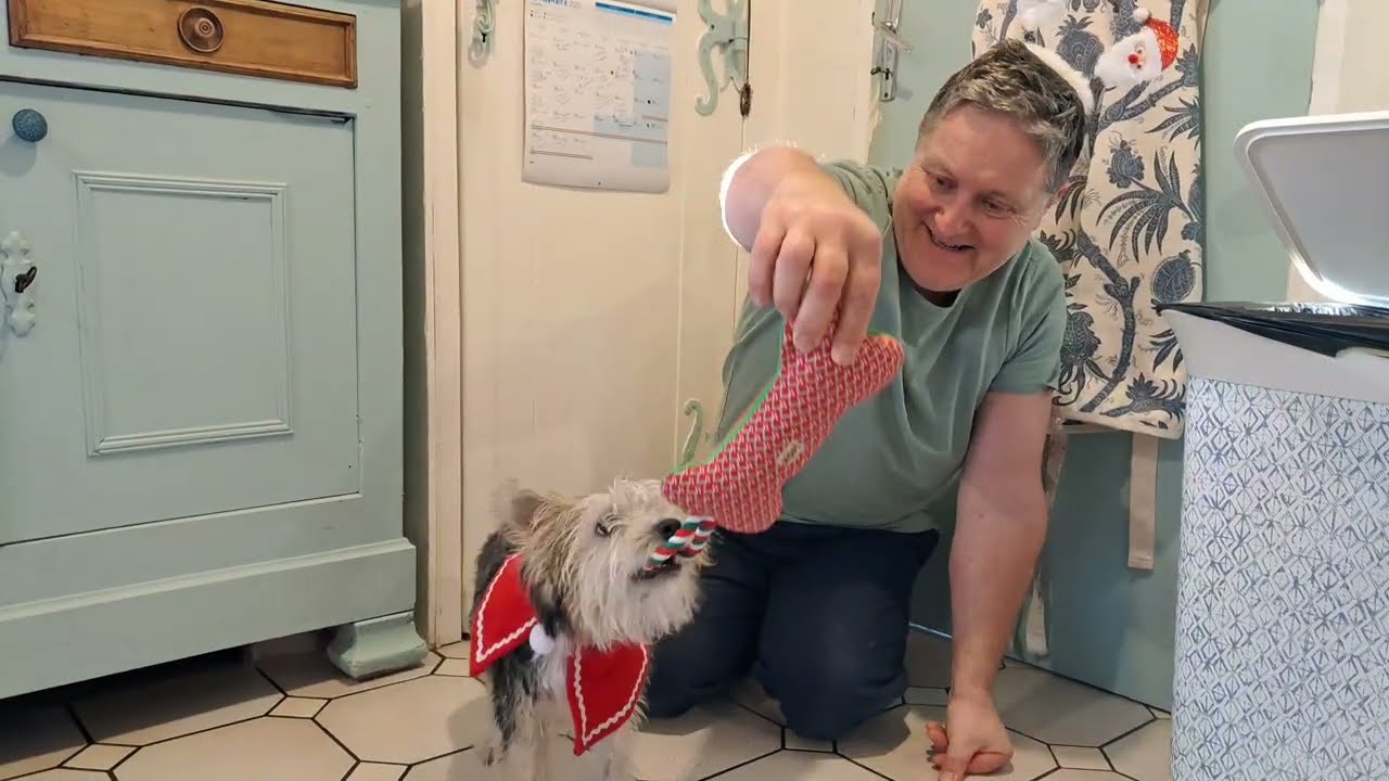 Christmas highlights with Titch the pup and our 4 Cats