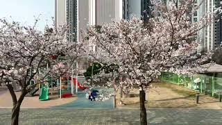 [Travel Korea TV][4K UHD]Cherry Blossom - Shot on Mavic 3