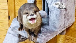 A Furious Otter Aty Is Unexpectedly Cute [Otter Life Day 900] by Aty 188,753 views 3 months ago 6 minutes, 16 seconds