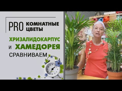 Video: Арека пальма өсүмдүктөрү - Арека пальма өсүмдүктөрүн кантип өстүрүү керек