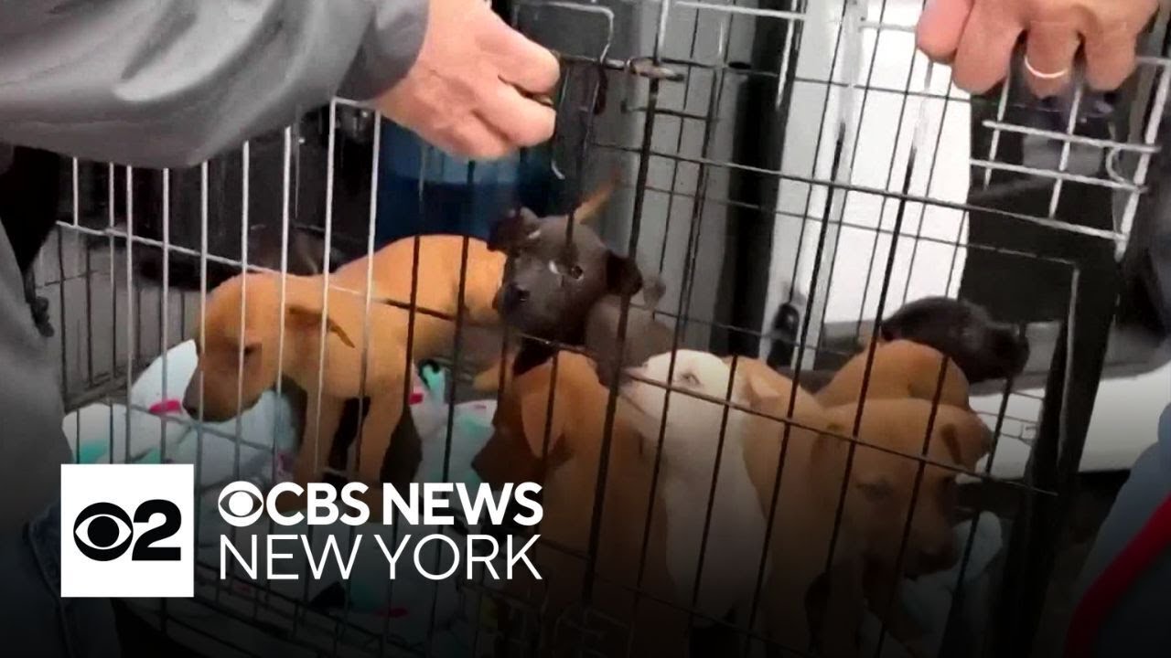 New York-based Paws of War works to relocate dogs from Mississippi before winter storm