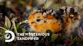 The Mysterious Sandpiper | IP PLAN 2024 | Discovery Channel Southeast Asia