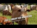 ¿Qué es SINIGAN? Guía de movilidad ganadera en colombia - TvAgro por Juan Gonzalo Angel