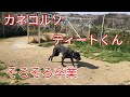 カネコルソ ティートくん　そろそろ卒業！Dog Rescue A&R