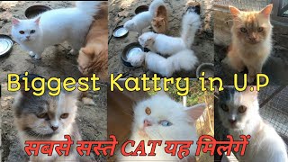 Cheapest Persian Cats |All Cats available @ wholesale price| Biggest katty in India| Free Delivery