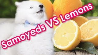 Samoyeds Battling Lemons by Samoyed Life 13,298 views 6 years ago 55 seconds