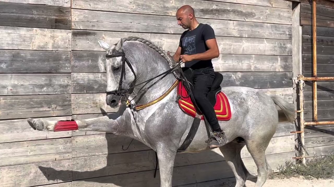 Passo spagnolo e trotto spagnolo cavalla andalusa