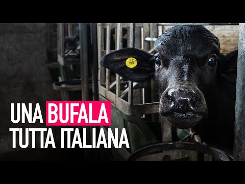 Una bufala tutta italiana: la verità dietro la mozzarella di bufala!