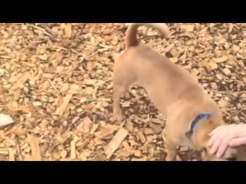 rescue dogs rock nyc Bo Bandon