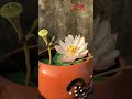 Grow mini lotus in pot at home #shorts