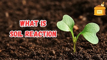 What Is Soil Reaction? Factors Affecting Soil pH