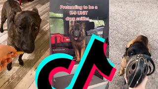 The Most Amazing K9 TikTok Compilation | Dogs Of TikTok