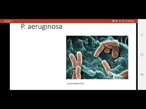 Video: Effetto Antibatterico Dell'estratto Di Ishige Okamurae Contro I Patogeni Batterici Cutanei E Il Suo Effetto Antibatterico Sinergico Contro Pseudomonas Aeruginosa