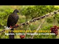 Avistamiento de Aves: Observa Águilas, Colibrís, Tángaras y mucho más- TvAgro por Juan Gonzalo Angel